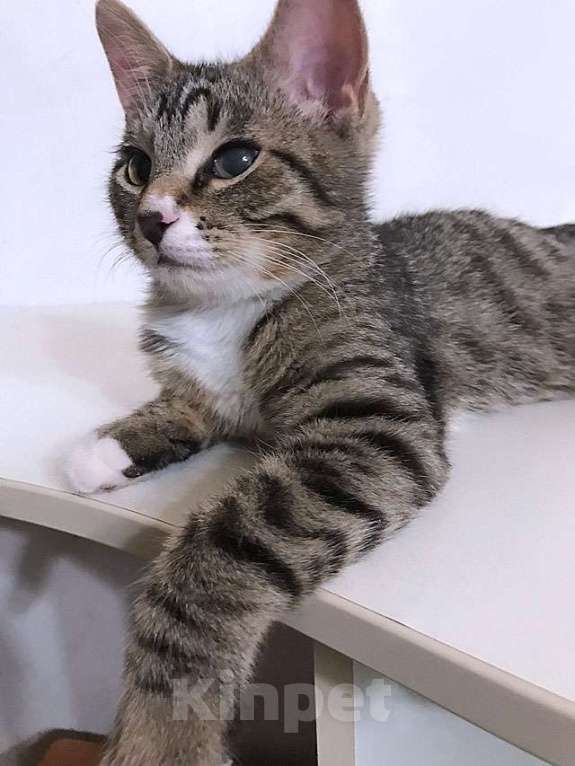 Кошки в Москве: Обаятельный минитигренок, котенок Ося ищет дом Мальчик, 10 руб. - фото 7