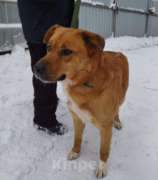 Собаки в других городах Московской области: Рэй ищет дом Мальчик, Бесплатно - фото 4