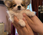 Собаки в других городах Московской области: Перспективный щенок чихуахуа Мальчик, 90 000 руб. - фото 9