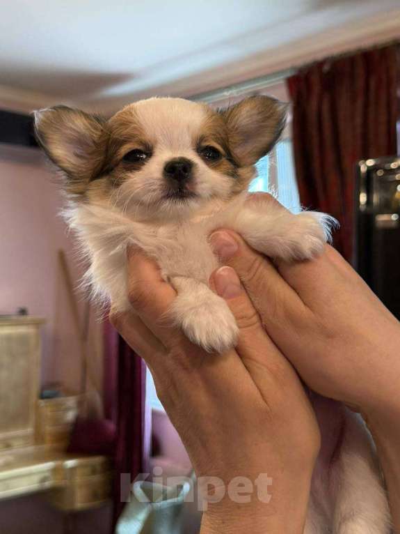 Собаки в других городах Московской области: Перспективный щенок чихуахуа Мальчик, 90 000 руб. - фото 9