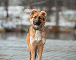 Собаки в Москве: Малыш ищет семью! Мальчик, Бесплатно - фото 3