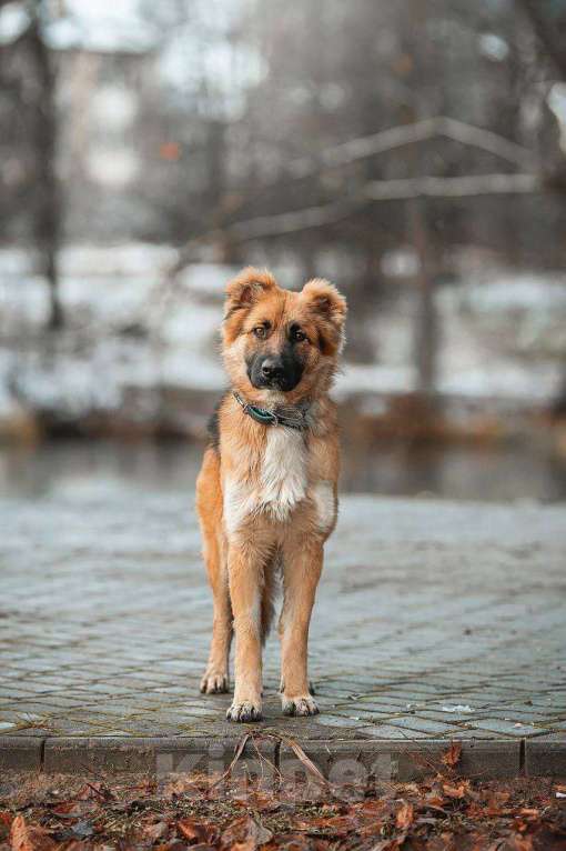 Собаки в Москве: Малыш ищет семью! Мальчик, Бесплатно - фото 3