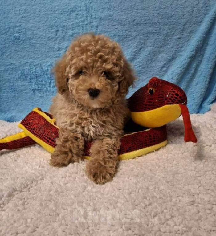 Собаки в Москве: Той пудель девочка Девочка, 65 000 руб. - фото 1