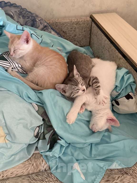 Кошки в Тамбове: Рыжий  Мальчик, Бесплатно - фото 3