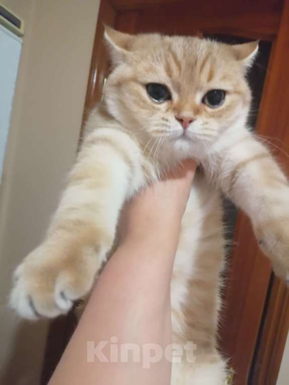 Кошки в Липецке: Породистый котик Мальчик, 25 000 руб. - фото 4