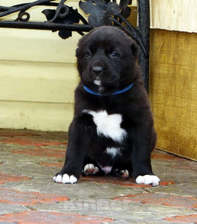 Собаки в Екатеринбурге: Щенок среднеазиатской овчарки (алабай) Мальчик, 50 000 руб. - фото 7