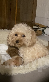 Собаки в Оленегорске: Продажа Девочка, 60 000 руб. - фото 5