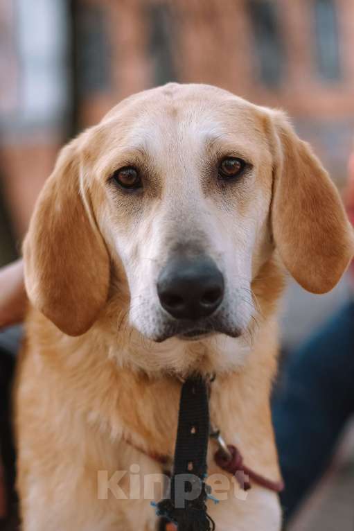 Собаки в Санкт-Петербурге: Рикки, гончая из приюта в добрые руки Девочка, Бесплатно - фото 4