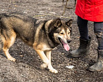 Собаки в Москве: Метис лайки в добрые руки Мальчик, Бесплатно - фото 4