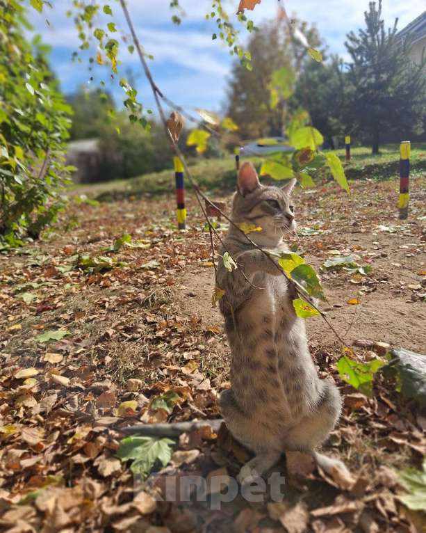 Кошки в Москве: Малыш ищет дом! Мальчик, Бесплатно - фото 10