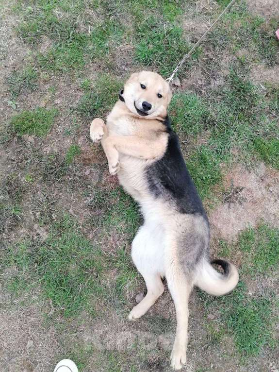 Собаки в Москве: Вики, хитрюга-щенок Девочка, Бесплатно - фото 6