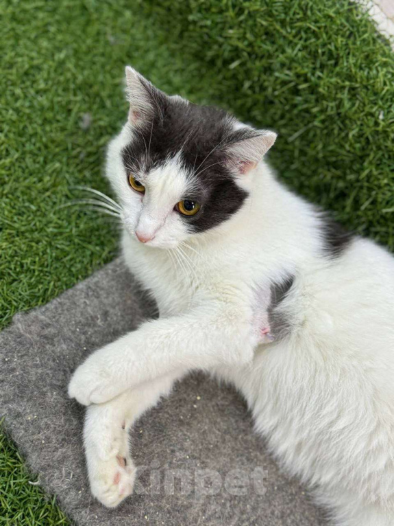 Кошки в Москве: Кошка Милка ищет дом! Девочка, Бесплатно - фото 1