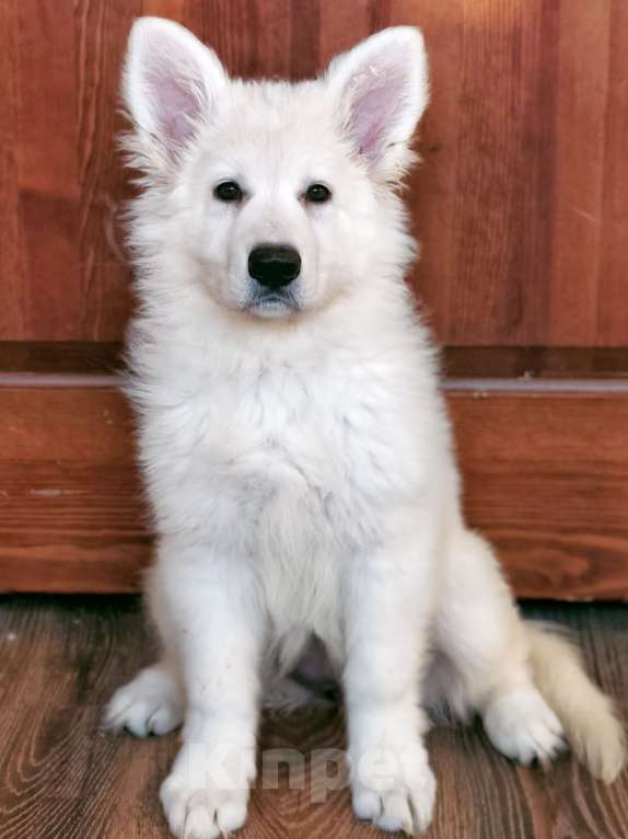 Собаки в Иркутске: Перспективная девочка БШО  Девочка, 100 000 руб. - фото 3