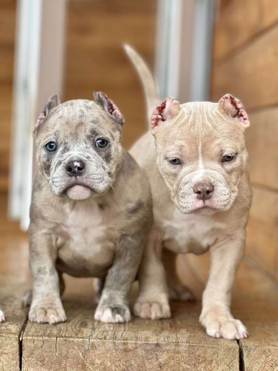 Собаки в Москве: Девочка Американского Булли Девочка, 200 000 руб. - фото 2