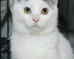 Кошки в Санкт-Петербурге: Ласковый игривый малышок Мальчик, Бесплатно - фото 3