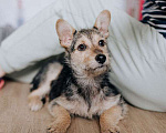 Собаки в Москве: Очаровательный домашний щеночек-мышонок Сара ищет дом Девочка, Бесплатно - фото 3