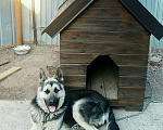 Собаки в Оренбурге: Красавец мужчина на вязку, Бесплатно - фото 1