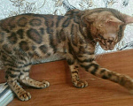 Кошки в Кохме: Котик бенгальской породы, 16 000 руб. - фото 1