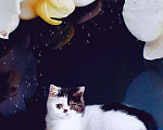 Кошки в Болхове: Котик Экзотик, 1 руб. - фото 4