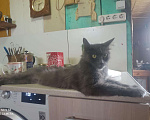 Кошки в Теберде: Мейн Кун, 20 000 руб. - фото 3
