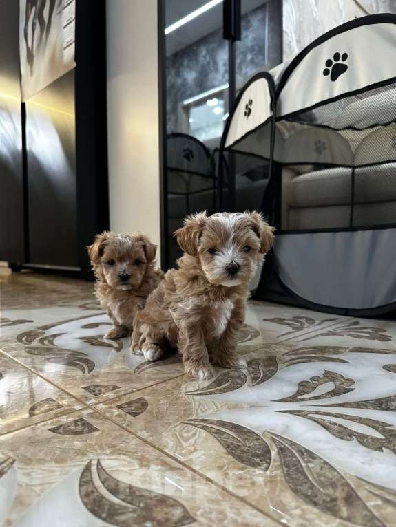 Собаки в других городах Ростовской области: Мальтипу мини Девочка, 150 000 руб. - фото 4