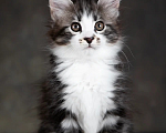 Кошки в других городах Московской области: Котик полудлинношерстный  Мальчик, 60 000 руб. - фото 1