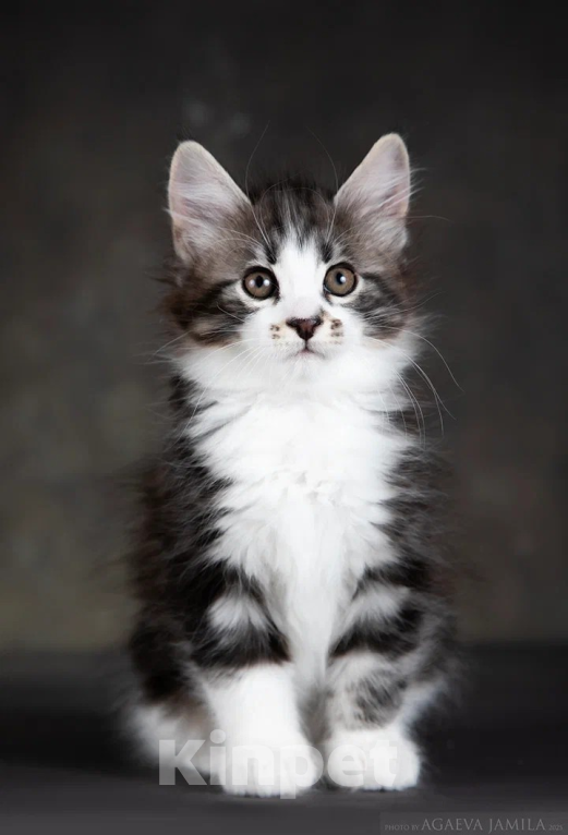 Кошки в других городах Московской области: Котик полудлинношерстный  Мальчик, 60 000 руб. - фото 1