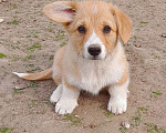Собаки в Печоре: Вельш корги пемброк Девочка, 50 000 руб. - фото 4