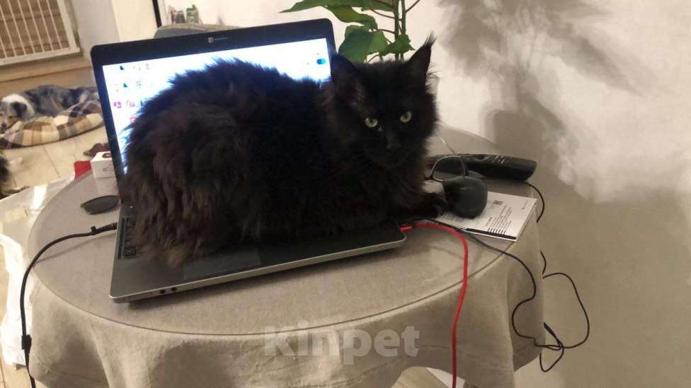 Кошки в Энгельс: Потерялся черный кот Мальчик, 5 000 руб. - фото 1