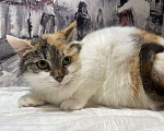 Кошки в Москве: Трехцветный котенок Бетти в добрые руки Девочка, 1 руб. - фото 6