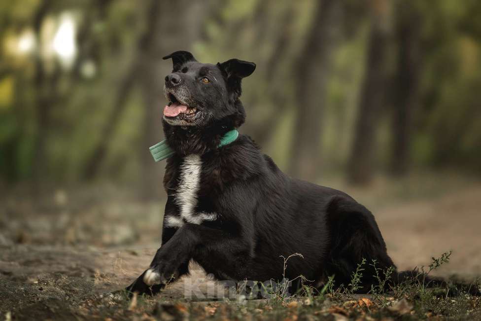 Собаки в Москве: Пух Мальчик, Бесплатно - фото 2