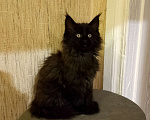 Кошки в Майкопе: Девочка полидакт в шикарной чёрной шубке Девочка, 50 000 руб. - фото 3