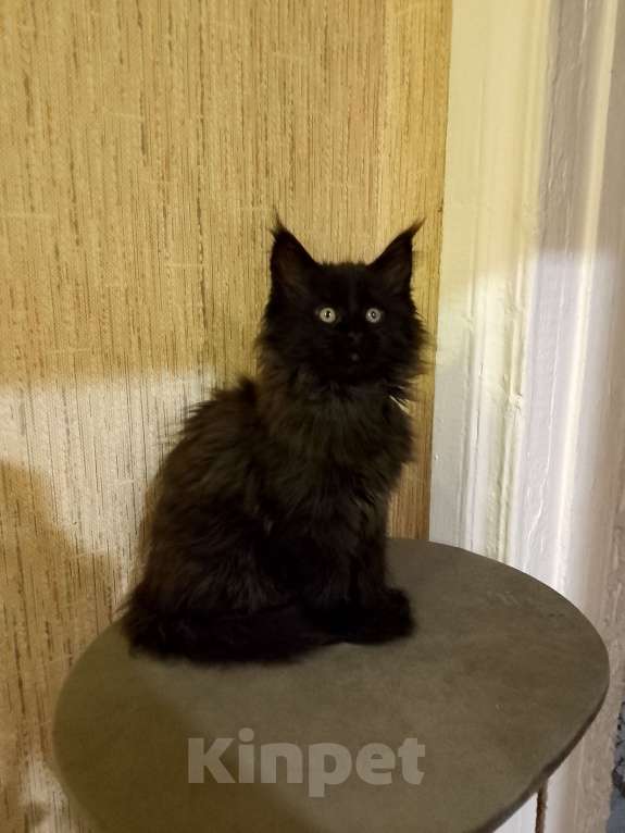 Кошки в Майкопе: Девочка полидакт в шикарной чёрной шубке Девочка, 50 000 руб. - фото 3