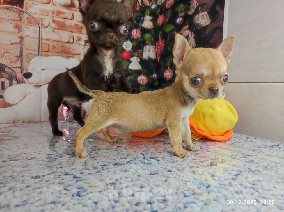 Собаки в Краснодаре: Мини шоколад Мальчик, 40 000 руб. - фото 6