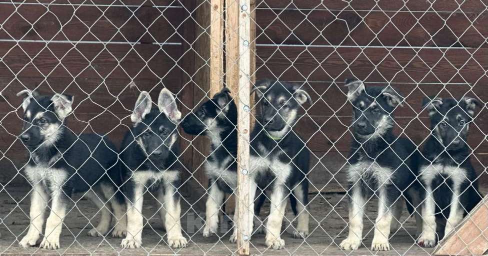 Собаки в Красноярске: Щенки овчарки Девочка, 20 000 руб. - фото 3