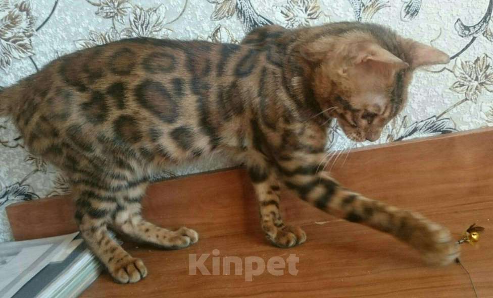 Кошки в Кохме: Котик бенгальской породы, 16 000 руб. - фото 1