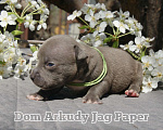 Собаки в Саратове: Dom Arkudy Jag Paper Мальчик, 50 000 руб. - фото 1