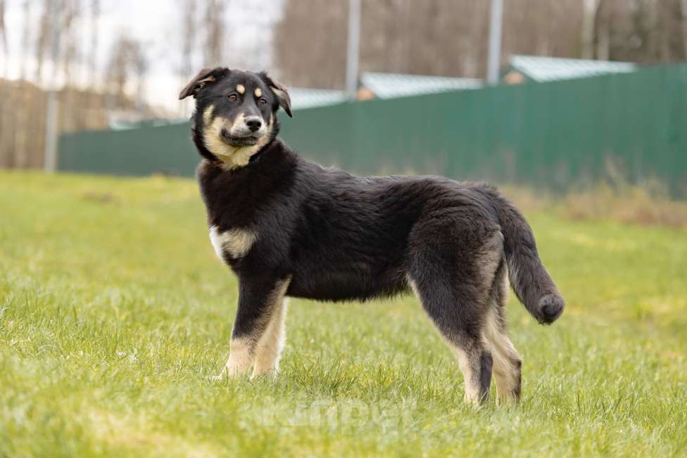 Собаки в Москве: Черный щенок в добрые руки Девочка, Бесплатно - фото 6