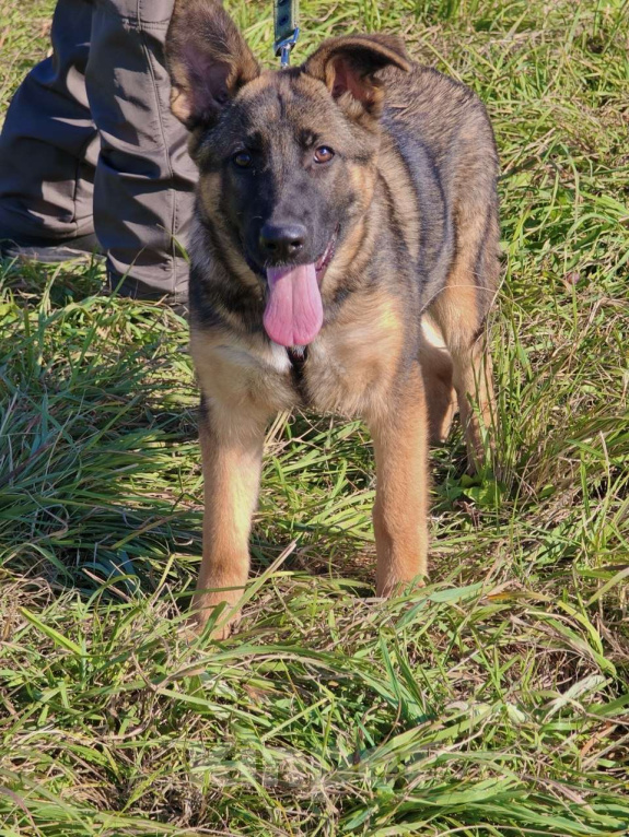 Собаки в Москве: Щенок Лео ищет дом Мальчик, Бесплатно - фото 3