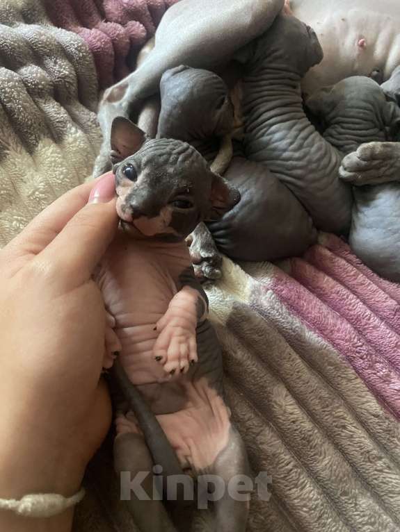 Кошки в Москве: Мальчик биколор ( темный) Мальчик, 30 000 руб. - фото 2