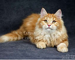 Кошки в Москве: Радуся - яркий лисёнок из питомника Девочка, Бесплатно - фото 1