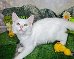 Кошки в Москве: Белый котёнок в добрые руки Мальчик, Бесплатно - фото 3
