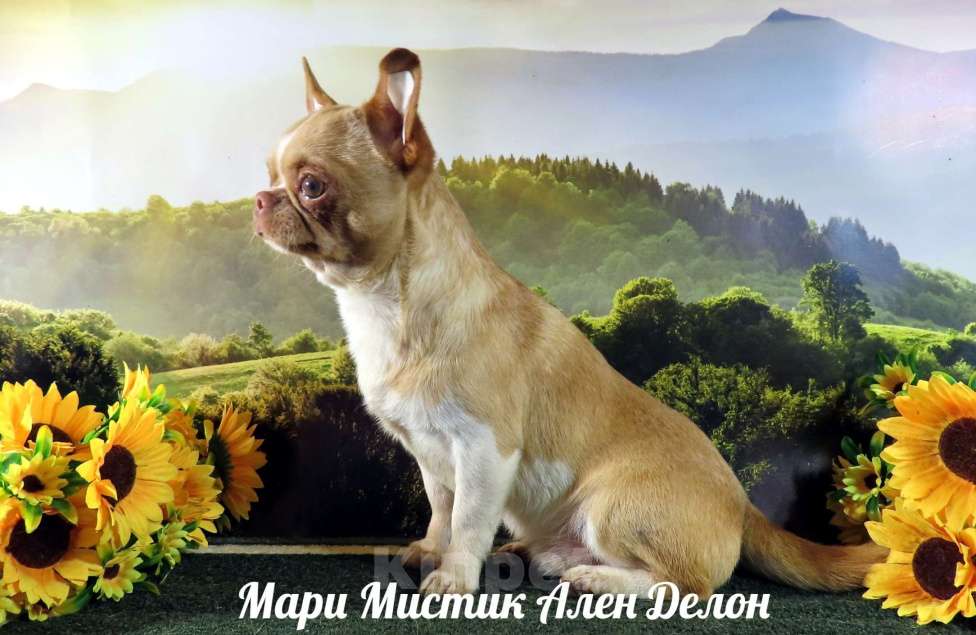 Собаки в Санкт-Петербурге: Здоровые щенки чихуахуа из питомника РКФ Мальчик, 25 000 руб. - фото 10