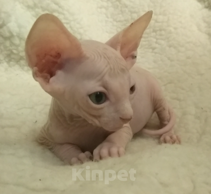 Кошки в Курске: Донской мальчик ДГГ Мальчик, 15 000 руб. - фото 7