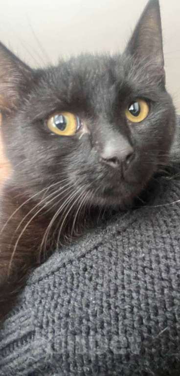 Кошки в Москве: Котенок Бусик Мальчик, Бесплатно - фото 5