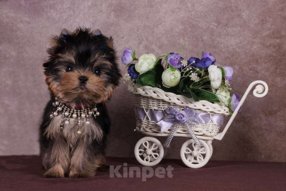 Собаки в Москве: Йоркширский терьер, курносая мини красотка Юджиния Девочка, 120 000 руб. - фото 3