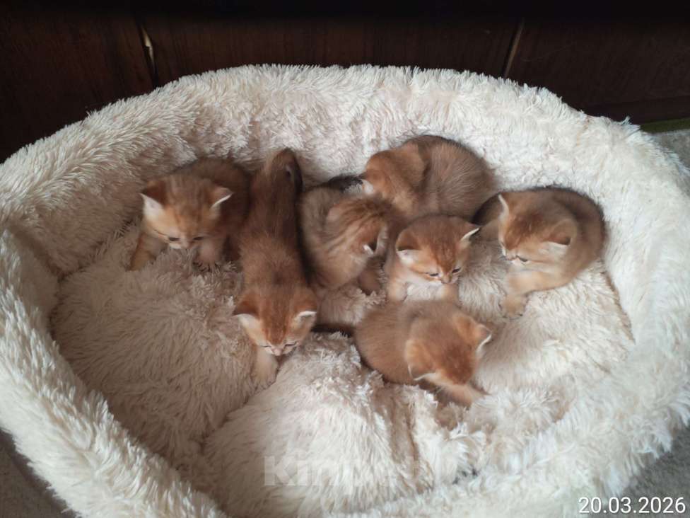 Кошки в Москве: Шотландские вислоухие котята Девочка, 50 000 руб. - фото 10