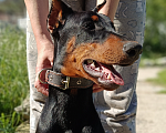 Собаки в Севастополе: Продаётся подрощенный щенок добермана Девочка, 20 000 руб. - фото 6