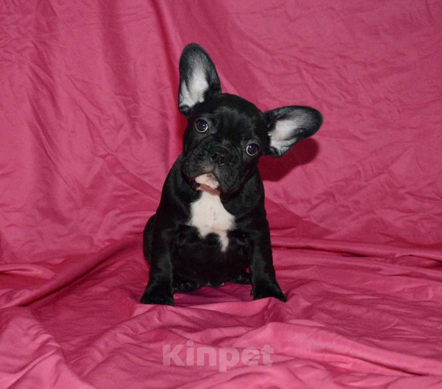 Собаки в Самаре: Щенок французского бульдога  Девочка, 35 000 руб. - фото 9