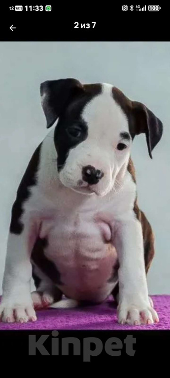 Собаки в других городах Свердловской области: Предлогаю щенка девочку, прошедшую актировку. Девочка, 35 000 руб. - фото 1